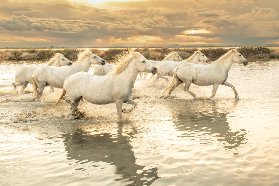 Camargue Horses III