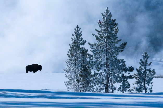 Winter Solitude