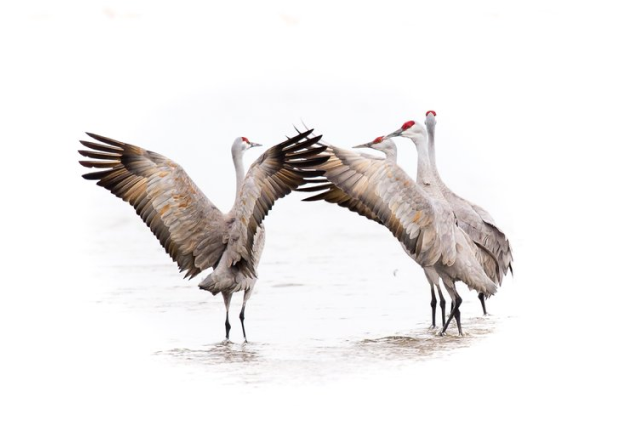 Sandhills In Conference