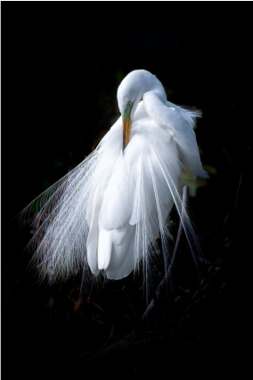 Egret Elegance