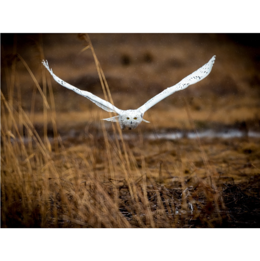 Snowy In Flight