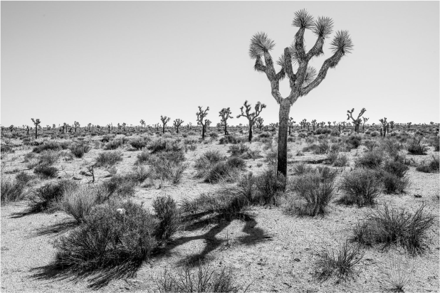 The Joshua Tree