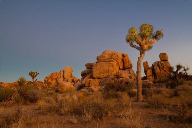 Afternoon at Joshua Tree