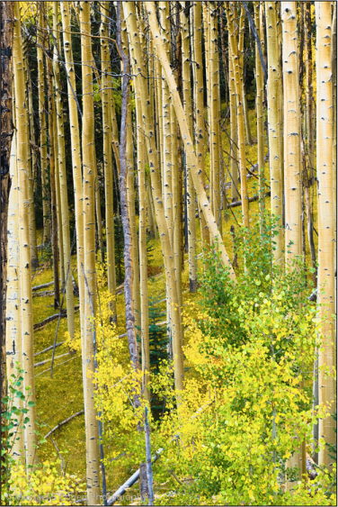 Aspens