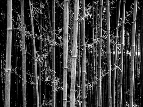 The Bamboo Forest