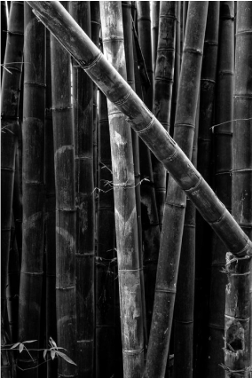 Bent Bamboo