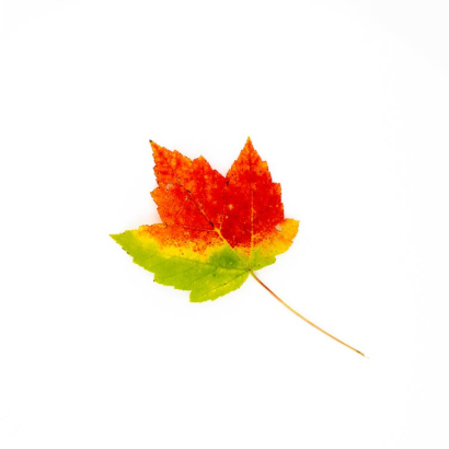 Autumn Leaf I