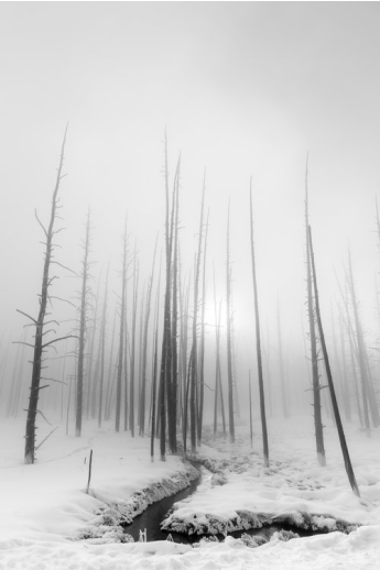 A Yellowstone Morning