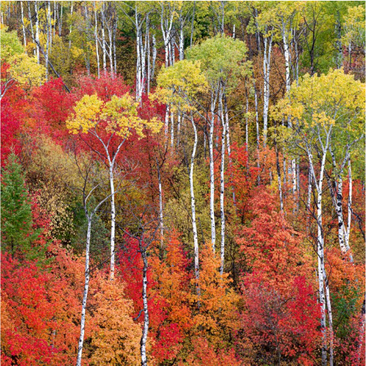 Aspen's Autumn