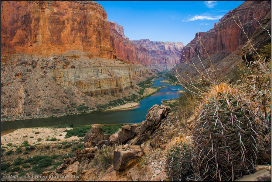 The Cactus in the Canyon