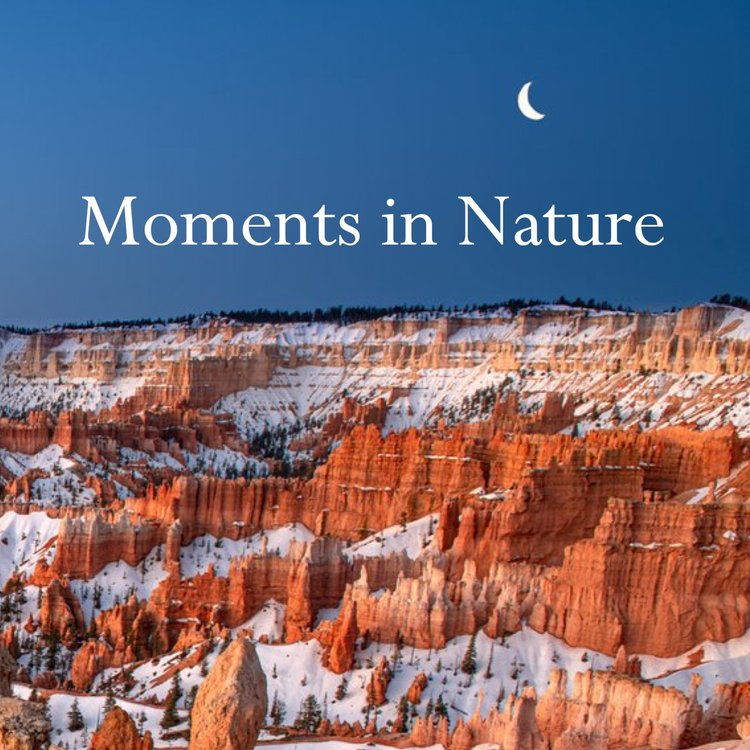 Moments in Nature