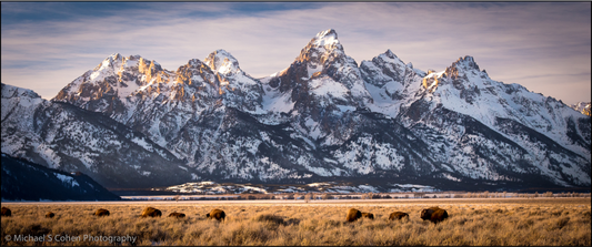 Bison and the Tetons