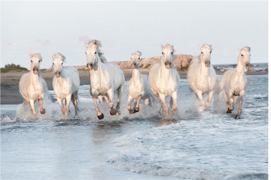 Camargue Horses I