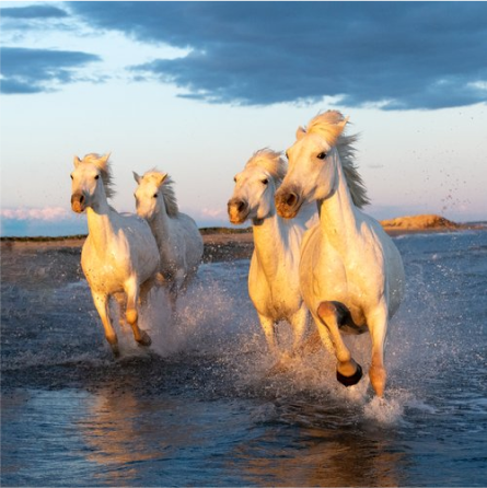 Camargue Horses II