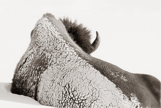 Bison In Snow