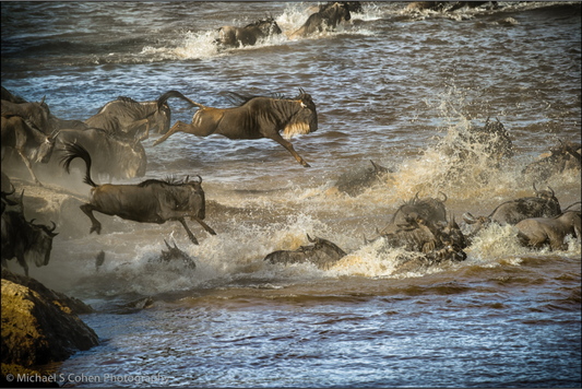 The Migration on the Mara