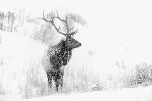 Elk In Snow