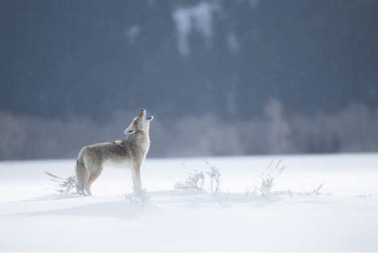 Can You Hear Me Now?