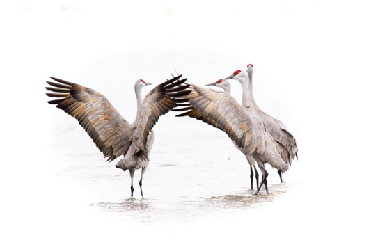 Sandhills In Conference