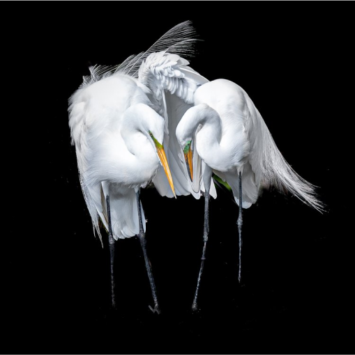 Two Egrets