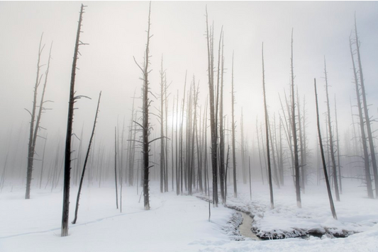 Morning in Yellowstone