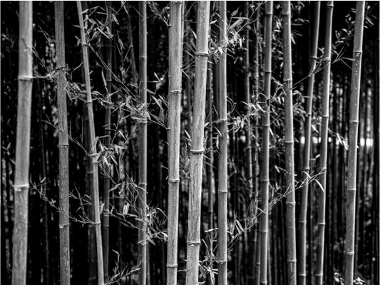 The Bamboo Forest