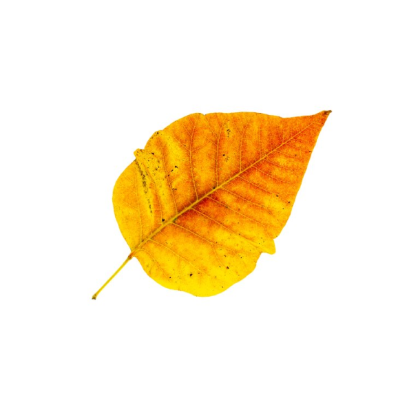 Autumn Leaf III