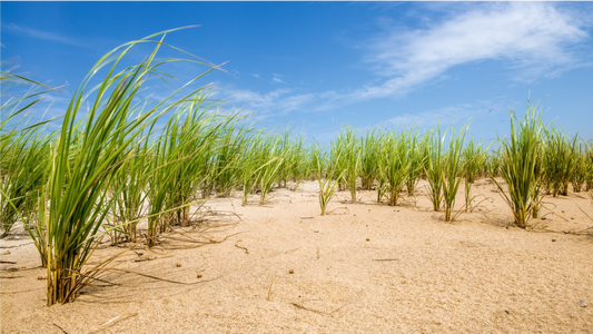Blowing Beachgrass