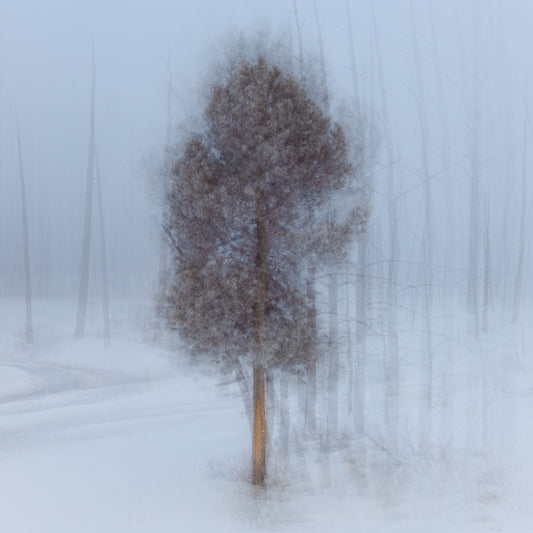 Ghost of Winter